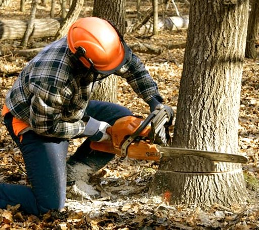Tree Removal in Corinth, ME